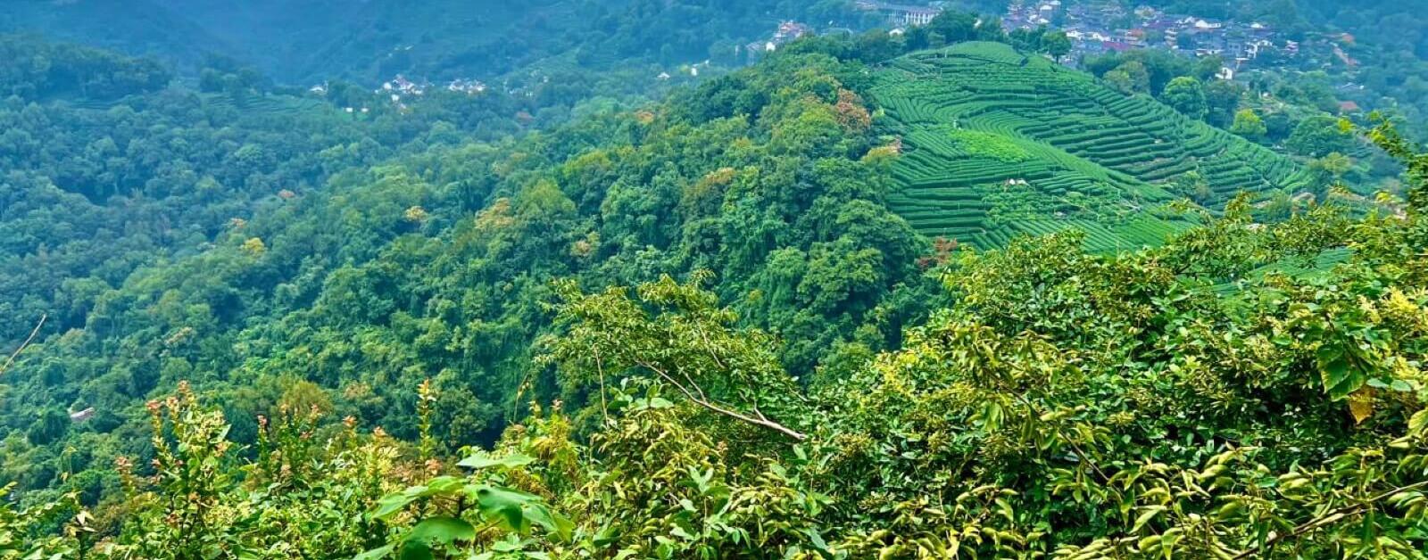 Tea section image