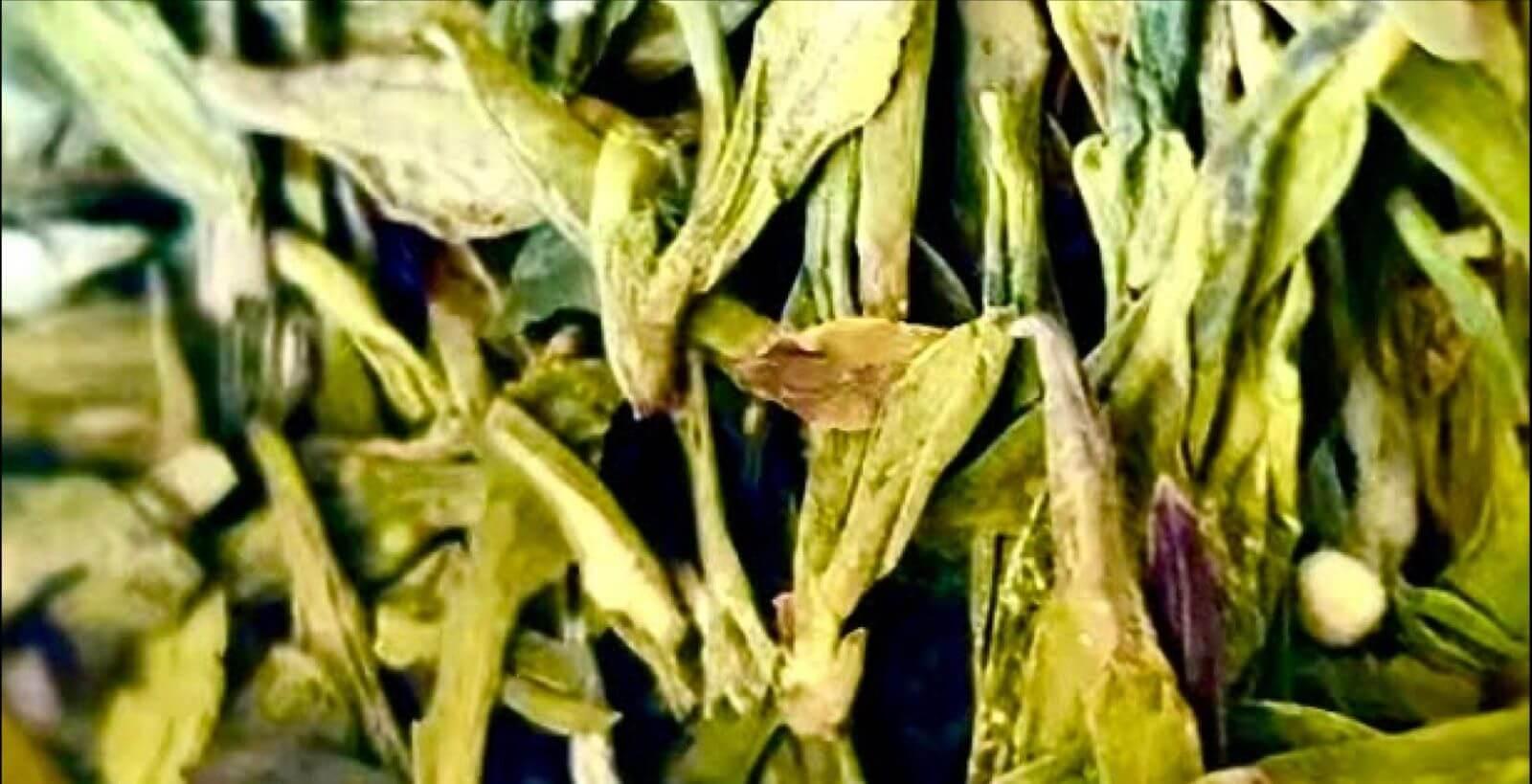 Shifeng Longjing